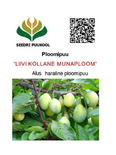 Ploomipuu Prunus 'Liivi Kollane Munaploom'