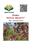Õunapuu Malus ,Royal Beauty’