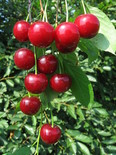 Hapu-kirsipuu Prunus vulgaris sün Cerasus vulgaris 'Malõshka'