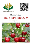 Hapu-kirsipuu Prunus vulgaris sün Cerasus vulgaris 'Haritonovskaja'