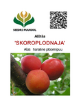 Kultuuralõtša Prunus divaricata 'Skoroplodnaja'