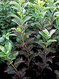 Virgiinia toomingas Prunus virginiana 'Schubert'