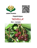 Hapu-kirsipuu Cerasus vulgaris sün prunus vulgaris 'Novella'