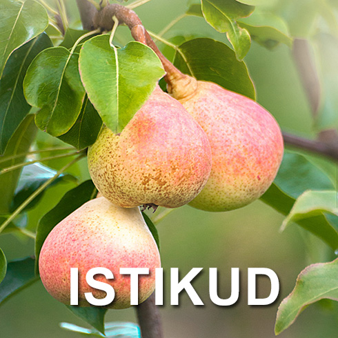 Seedri Puukooli istikud