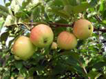 Õunapuu Malus domestica 'Kasper'