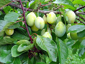 Ploomipuu Prunus 'Liivi Kollane Munaploom'