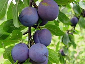 Ploomipuu Prunus 'Mount Royal Plum'