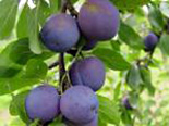 Ploomipuu Prunus 'Mount Royal Plum'