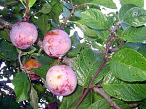 Ploomipuu Prunus 'Märjamaa'