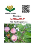 Ploomipuu Prunus 'Märjamaa'