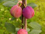 Ploomipuu Prunus 'Polli Viljakas'