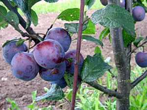 Ploomipuu Prunus 'Renklod Haritonovoi'