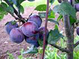 Ploomipuu Prunus 'Renklod Haritonovoi'