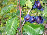 Ploomipuu Prunus 'Suhkruploom'