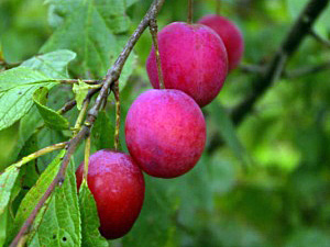 Ploomipuu Prunus 'Victoria'