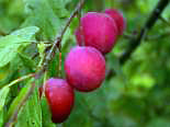 Ploomipuu Prunus 'Victoria'