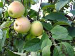 Õunapuu Malus domestica 'Krügeri Tuviõun'