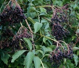 Must leeder Sambucus nigra 'Haidegg 17'