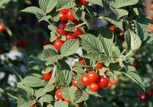 Vilt-kirsipuu Prunus tomentosa sün Cerasus tomentosa