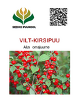 Vilt-kirsipuu Prunus tomentosa sün Cerasus tomentosa