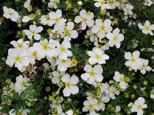 Põõsasmaran Potentilla fruticosa 'Abbotswood'