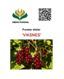 Punane sõstar 'Viksnes'
