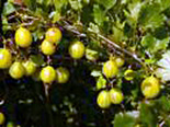 Karusmari Ribes uva-crispa 'Hinnonmäen Keltainen'