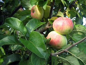 Õunapuu Malus domestica 'Martsipan'