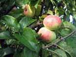 Õunapuu Malus domestica 'Martsipan'