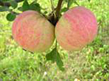 Õunapuu Malus domestica 'Martsipan'