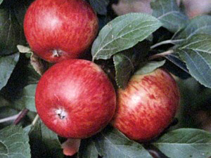 Õunapuu Malus domestica 'Pirja'