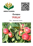 Õunapuu Malus domestica 'Pirja'