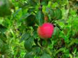 Õunapuu Malus domestica 'Pirja'