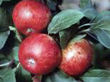 Õunapuu Malus domestica 'Pirja'