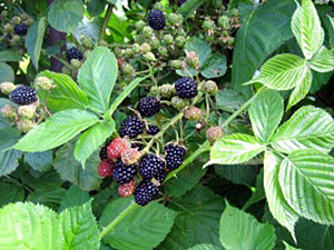 Pampel 'Agawam'