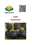 Pampel 'Agawam'