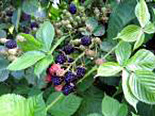 Pampel 'Agawam'