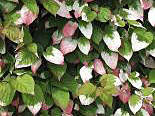 Südajas aktiniidia isastaim Actinidia kolomikta