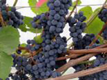 Viinapuu Vitis 'Hasanski Sladki'
