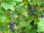 Viinapuu Vitis 'Hasanski Sladki'