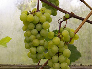 Viinapuu Vitis 'Jubilei Novgoroda'