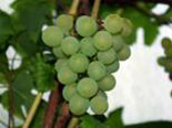 Viinapuu Vitis 'Jubilei Novgoroda'
