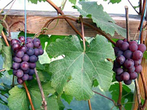 Viinapuu Vitis 'Krassavets'