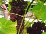 Viinapuu Vitis 'Krassavets'