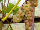 Viinapuu Vitis 'Somerset Seedless'