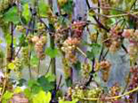 Viinapuu Vitis 'Somerset Seedless'