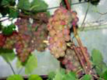 Viinapuu Vitis 'Somerset Seedless'