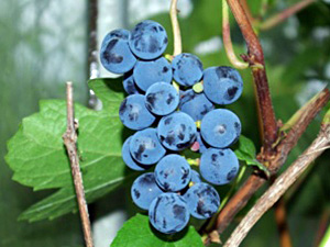 Viinapuu Vitis 'Zilga'