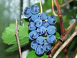 Viinapuu Vitis 'Zilga'