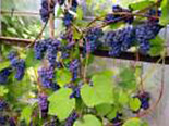 Viinapuu Vitis 'Zilga'